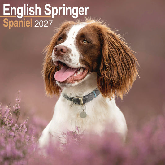 English Springer Spaniel Wall Calendar 2027