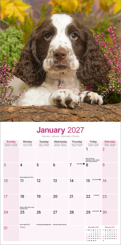 English Springer Spaniel Wall Calendar 2027