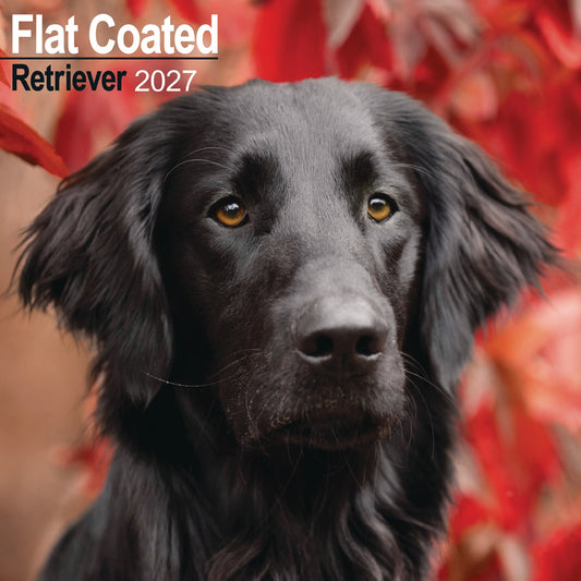 Flat Coated Retriever Wall Calendar 2027