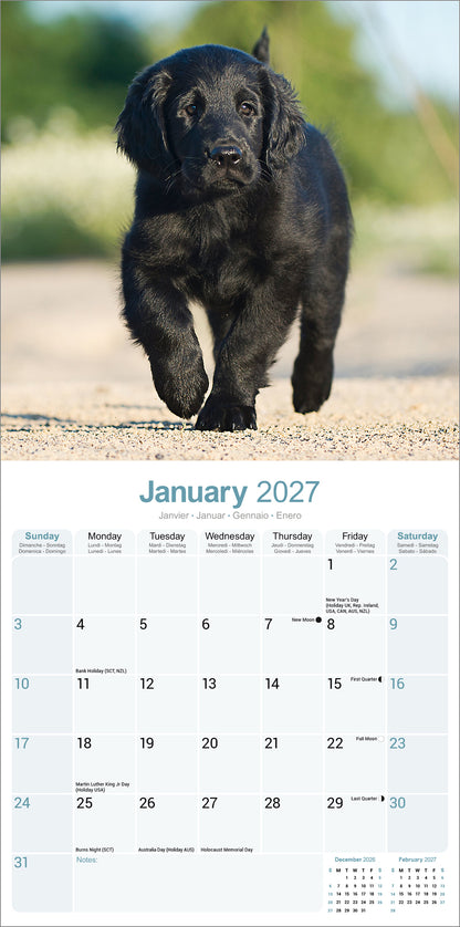 Flat Coated Retriever Wall Calendar 2027