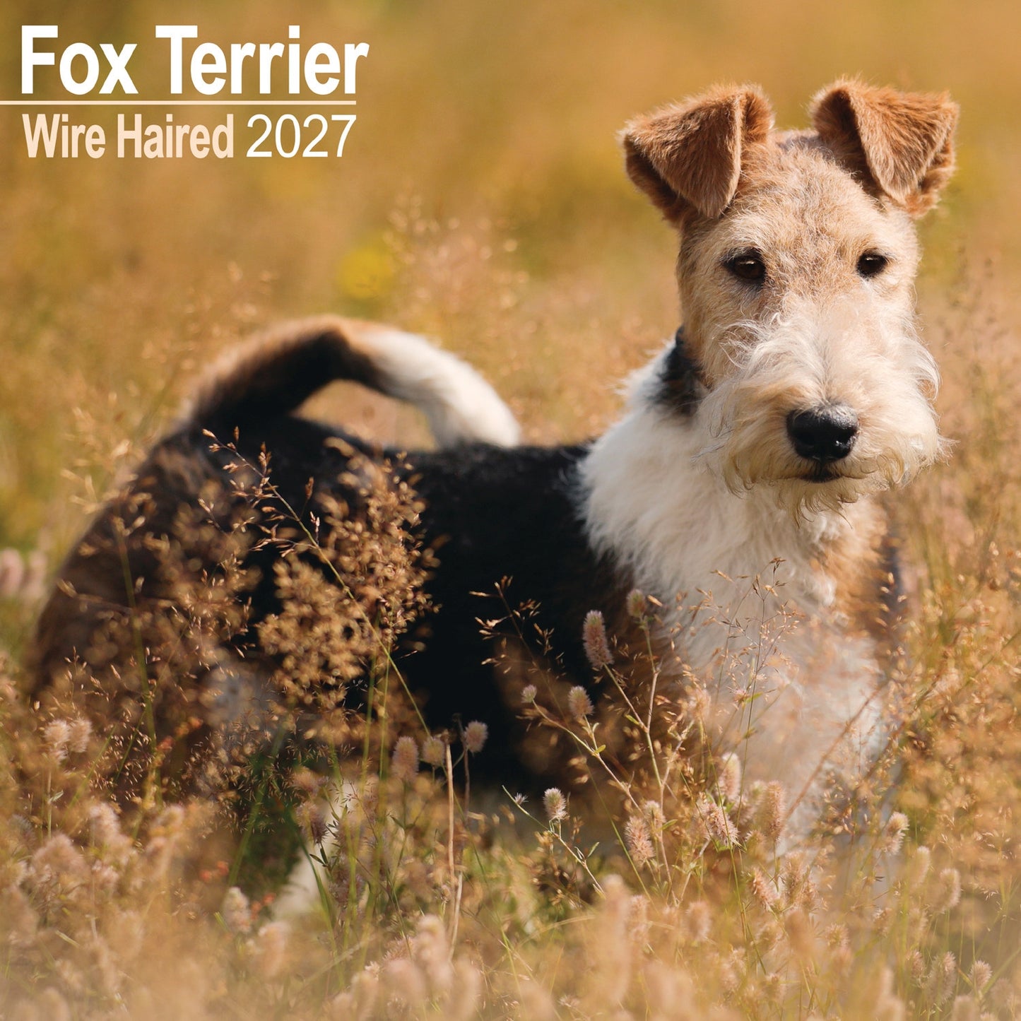 Fox Terrier, Wirehaired Wall Calendar 2027