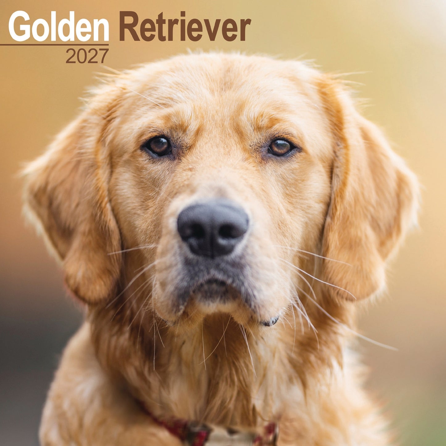 Golden Retriever Wall Calendar 2027