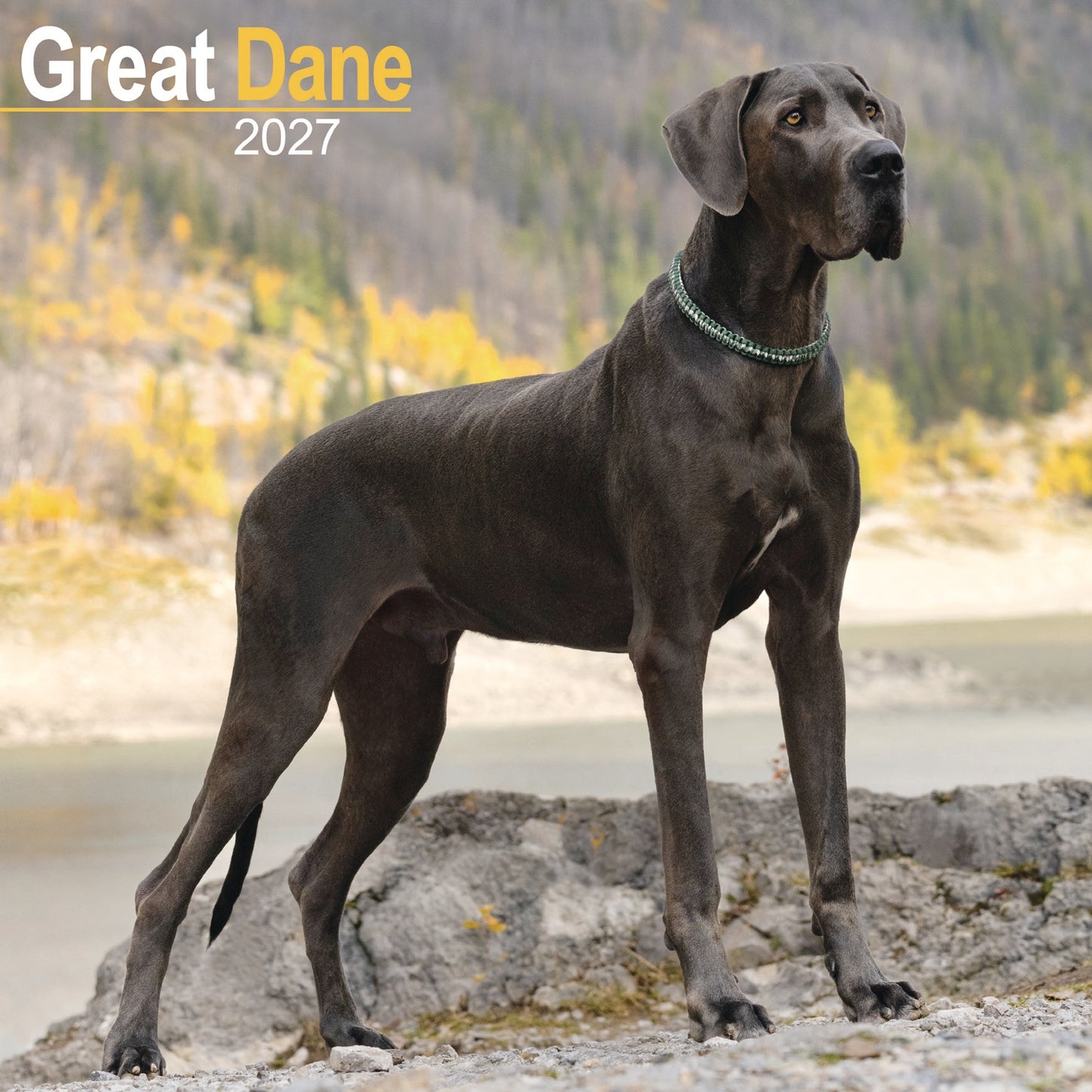 Great Dane Wall Calendar 2027