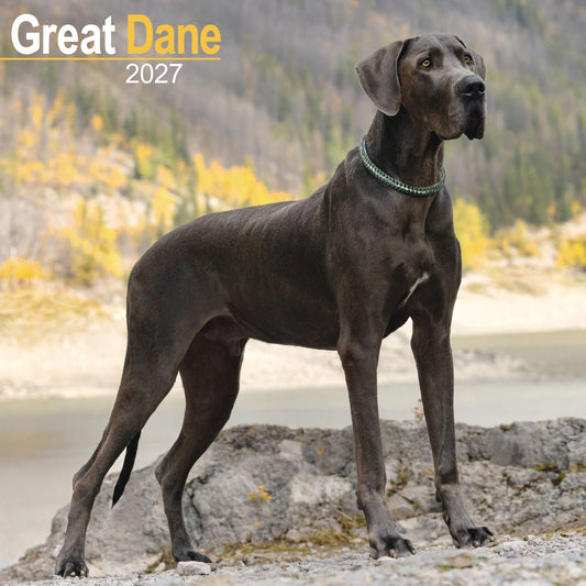 Great Dane Wall Calendar 2027