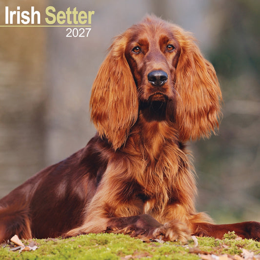 Irish Setter Wall Calendar 2027