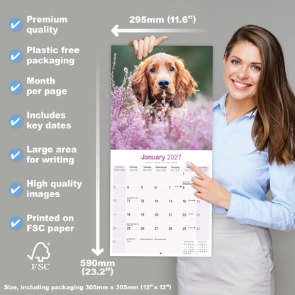 Irish Setter Wall Calendar 2027