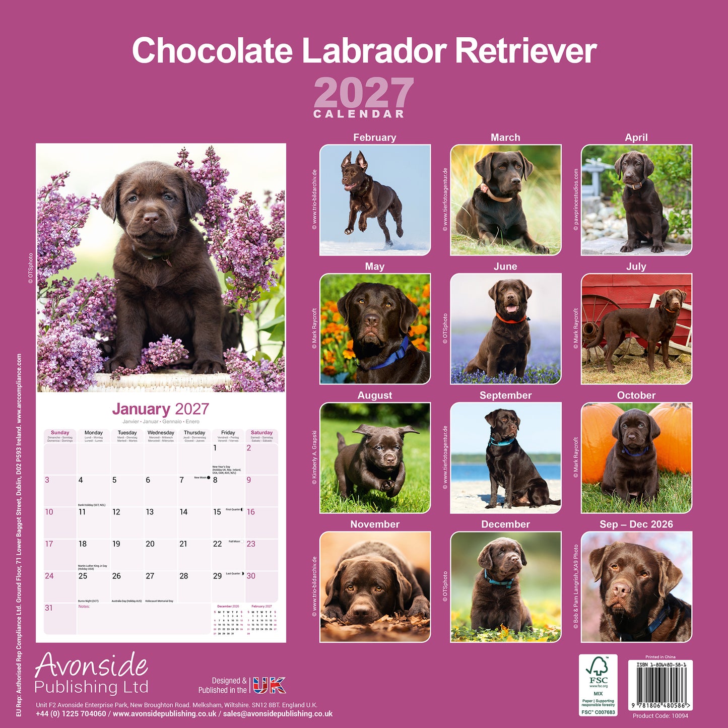Labrador Retriever Chocolate Wall Calendar 2027