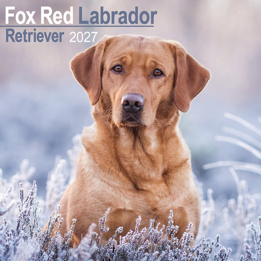 Labrador Retriever Fox Red Wall Calendar 2027