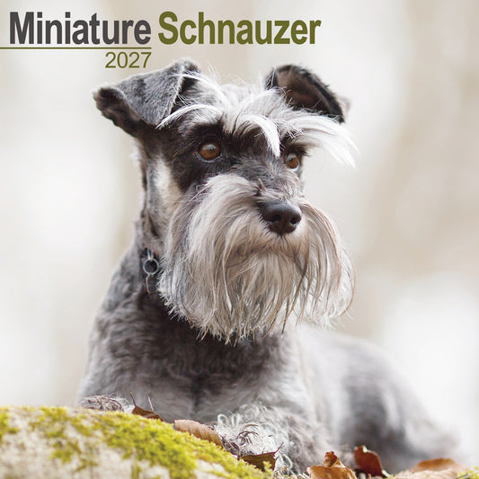 Schnauzer, Miniature Wall Calendar 2027