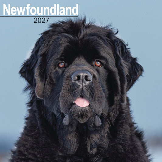 Newfoundland Wall Calendar 2027