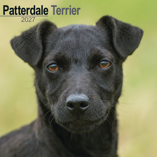 Patterdale Terriers Wall Calendar 2027