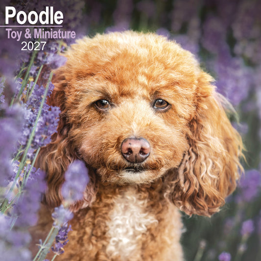Poodles Toy & Miniature Wall Calendar 2027