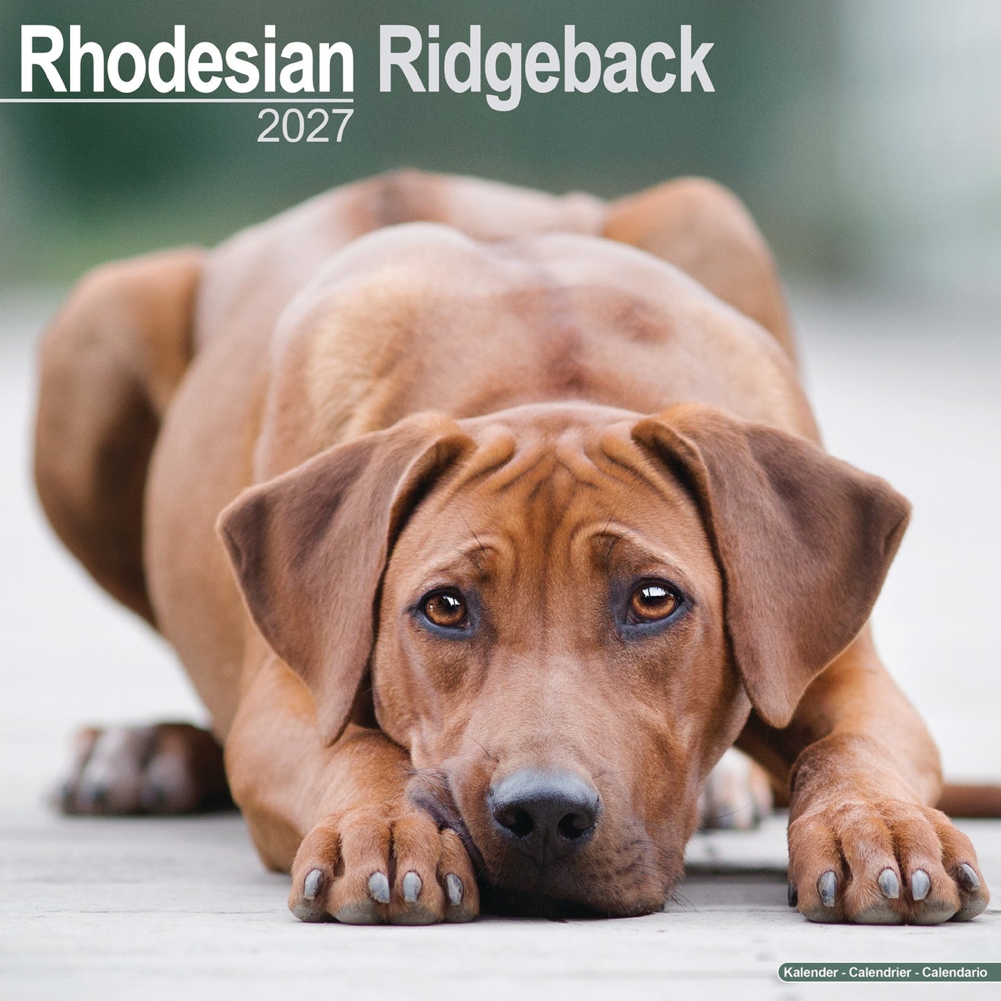 Rhodesian Ridgeback Wall Calendar 2027