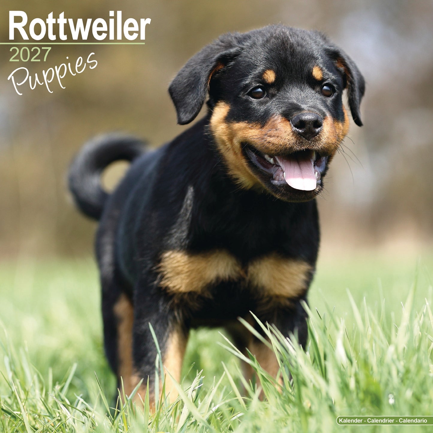 Rottweiler Puppies Wall Calendar 2027