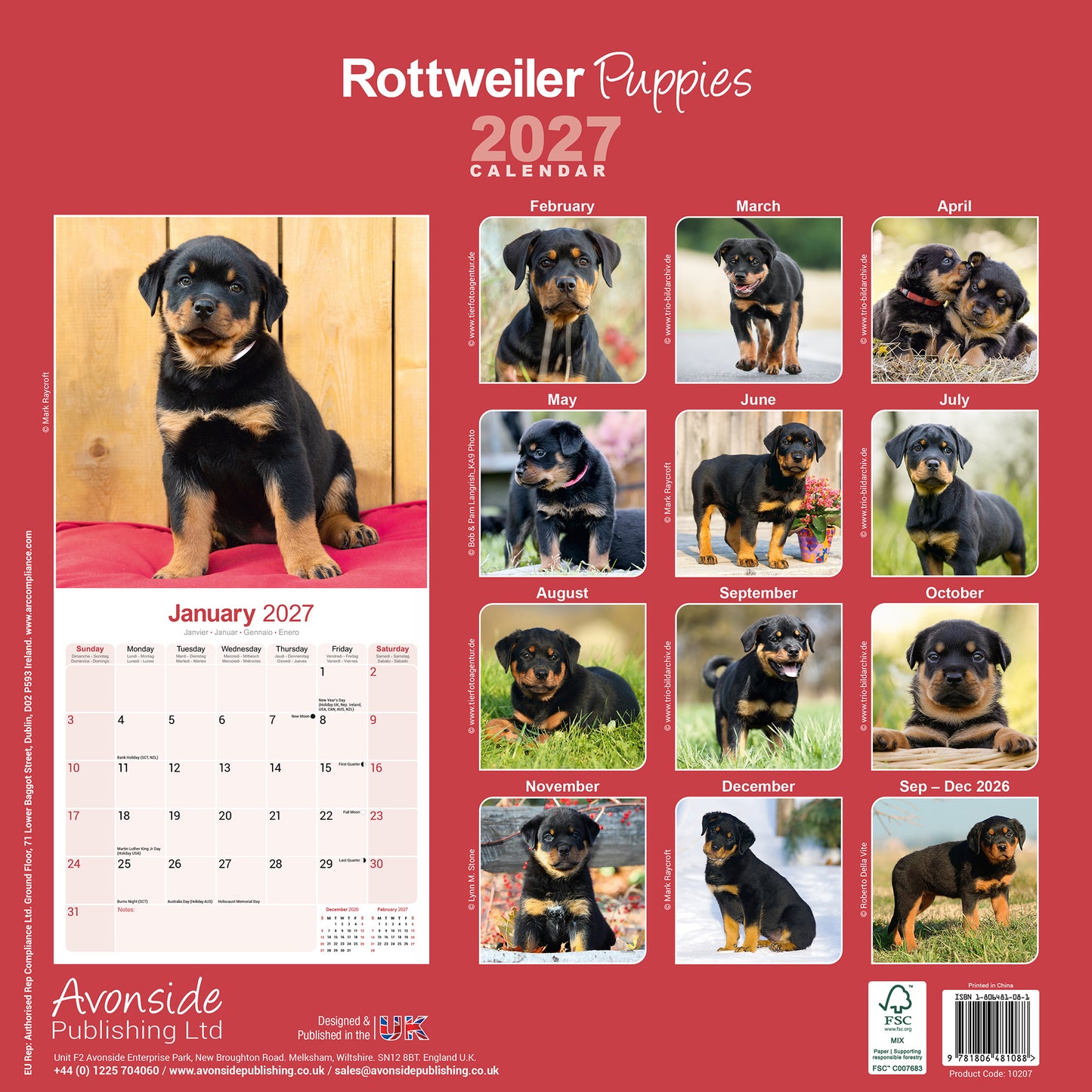 Rottweiler Puppies Wall Calendar 2027