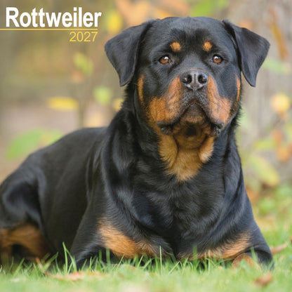 Rottweiler Wall Calendar 2027