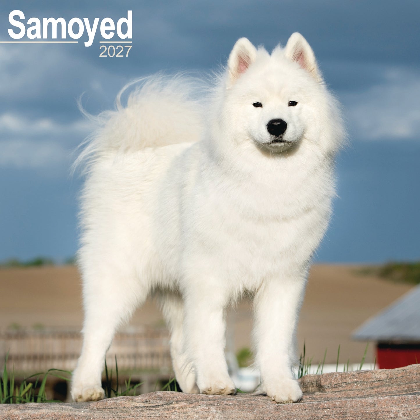 Samoyed Wall Calendar 2027