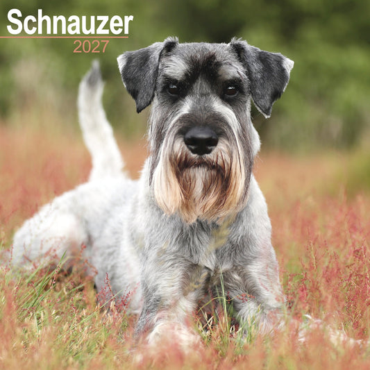 Schnauzer Wall Calendar 2027