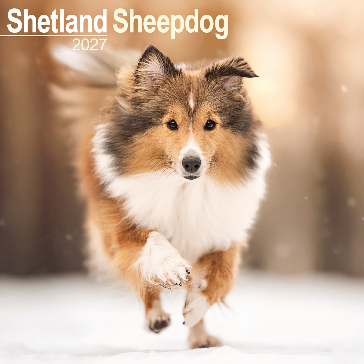 Shetland Sheepdog Wall Calendar 2027