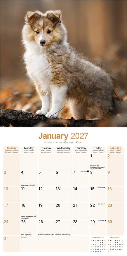 Shetland Sheepdog Wall Calendar 2027