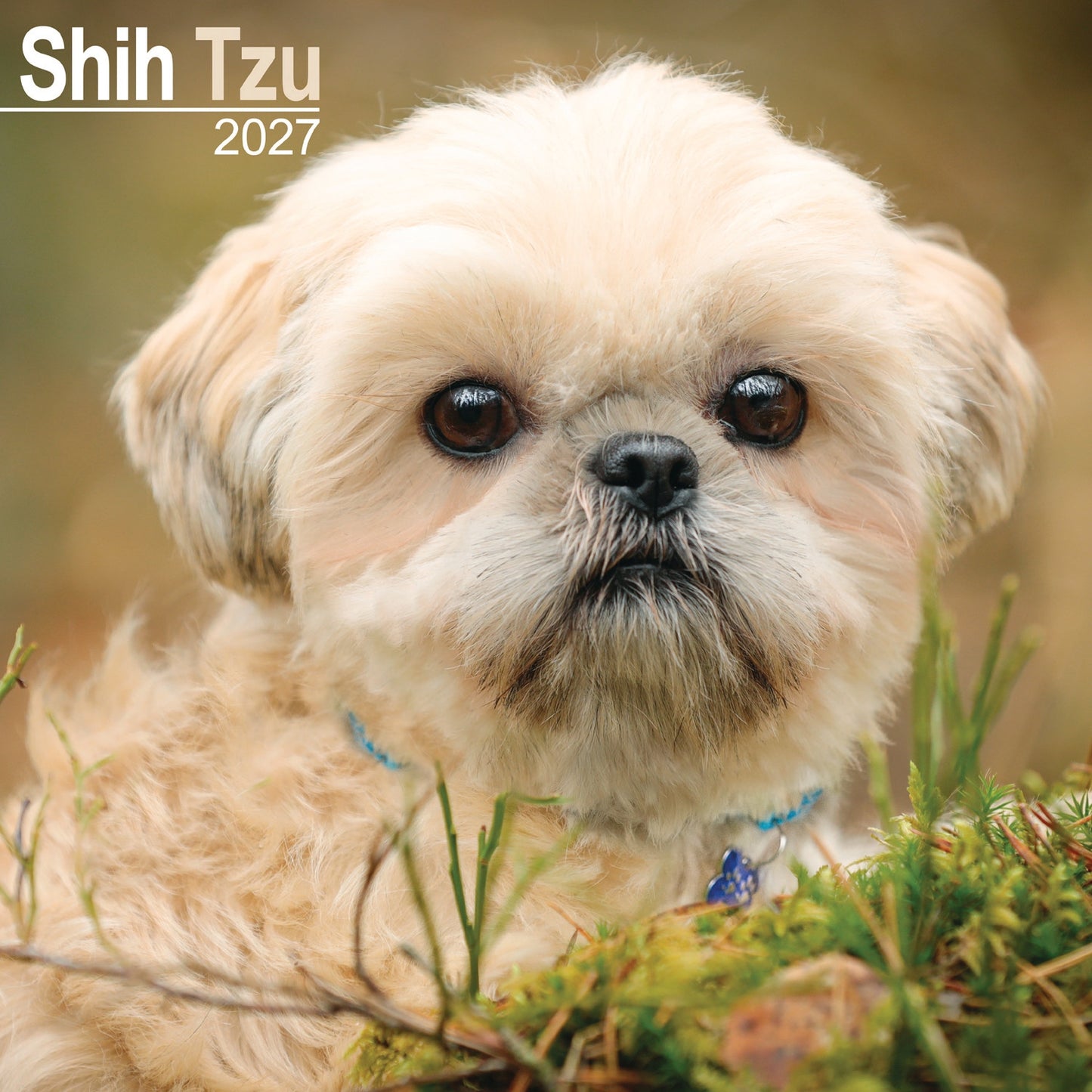 Shih Tzu Wall Calendar 2027