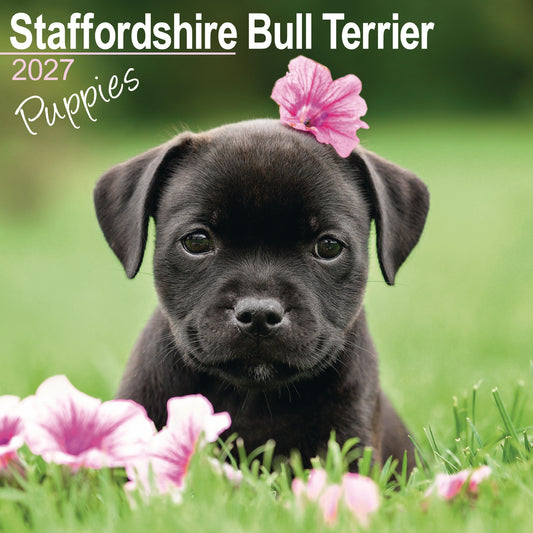 Staffordshire Bull Terrier Puppies Wall Calendar 2027
