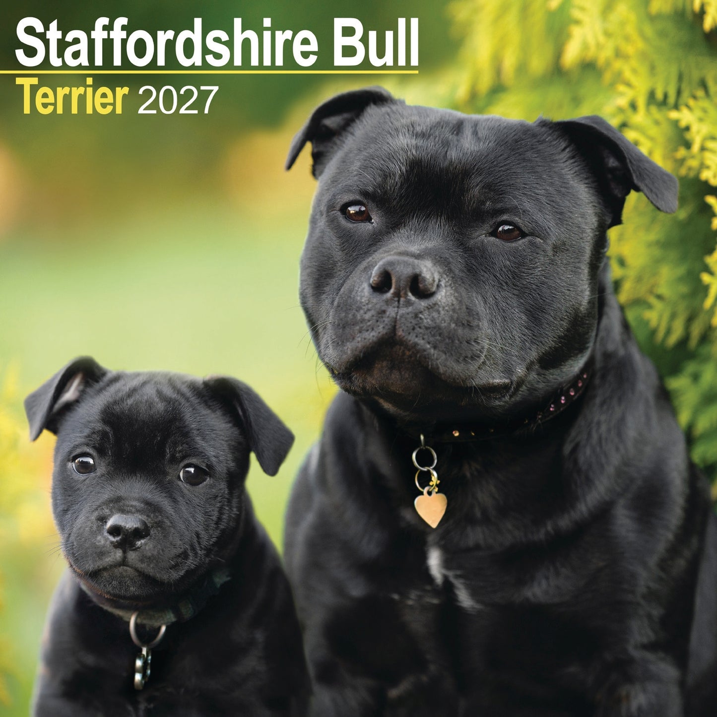 Staffordshire Bull Terrier Wall Calendar 2027
