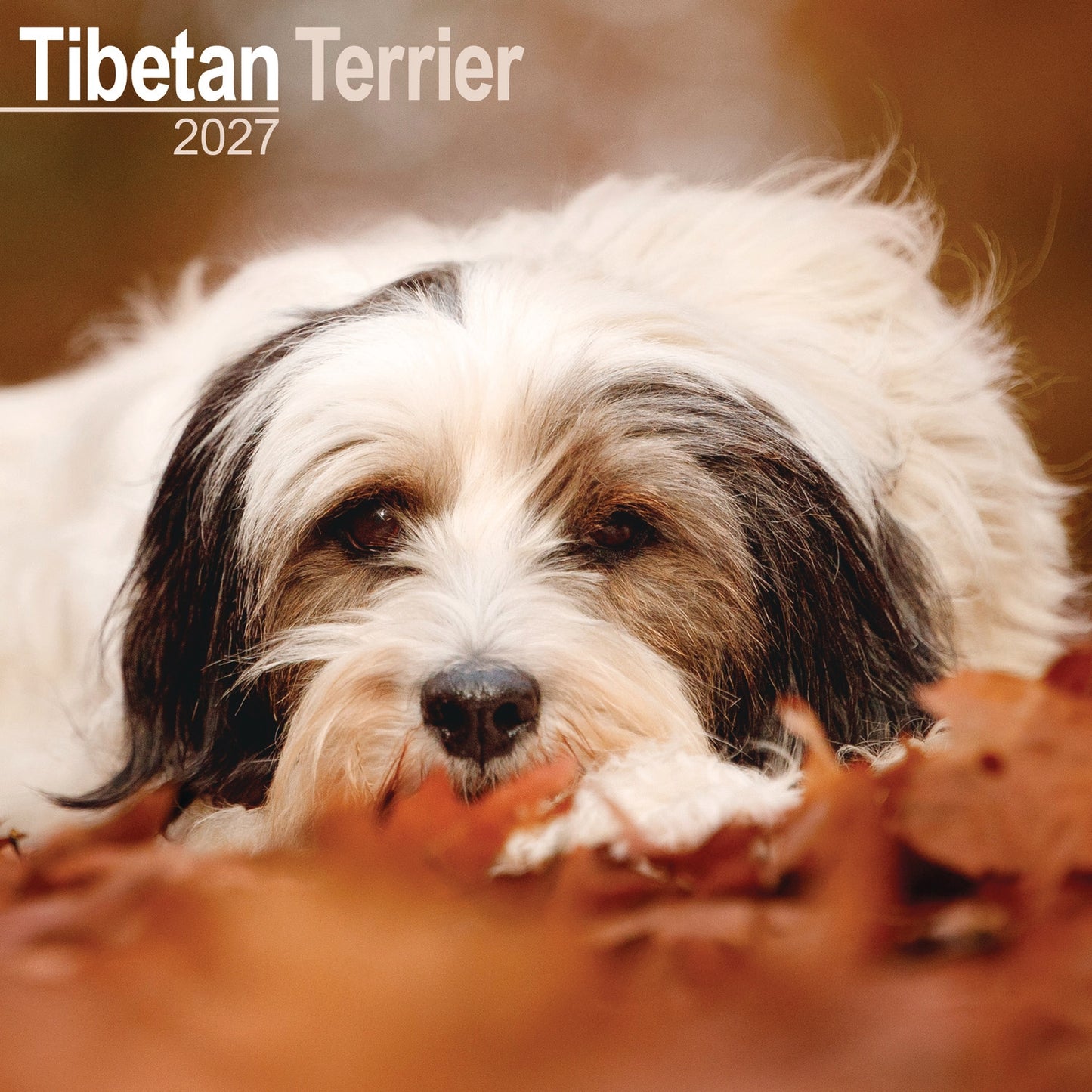 Tibetan Terrier Wall Calendar 2027