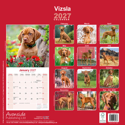 Vizsla Wall Calendar 2027