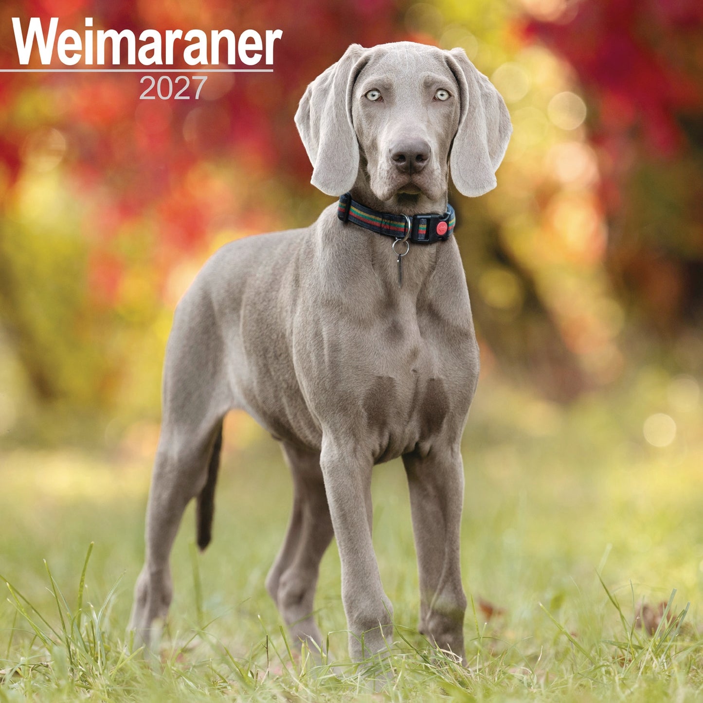 Weimaraner Wall Calendar 2027
