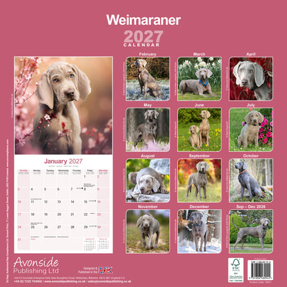 Weimaraner Wall Calendar 2027