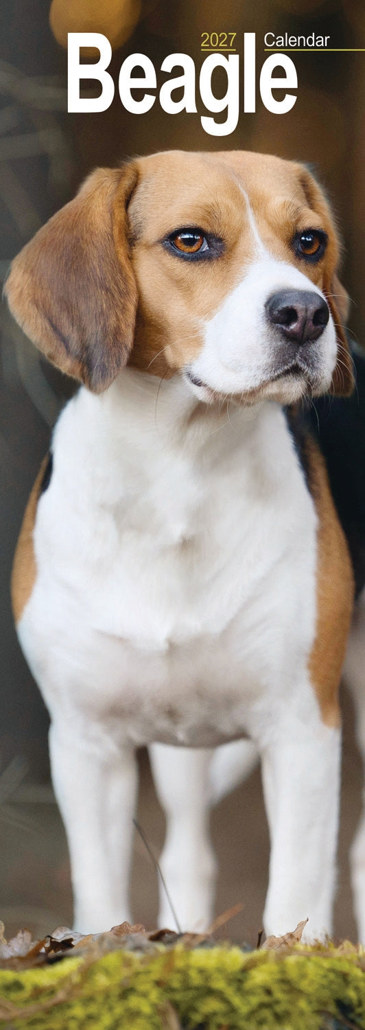 Beagle Slim Calendar 2027