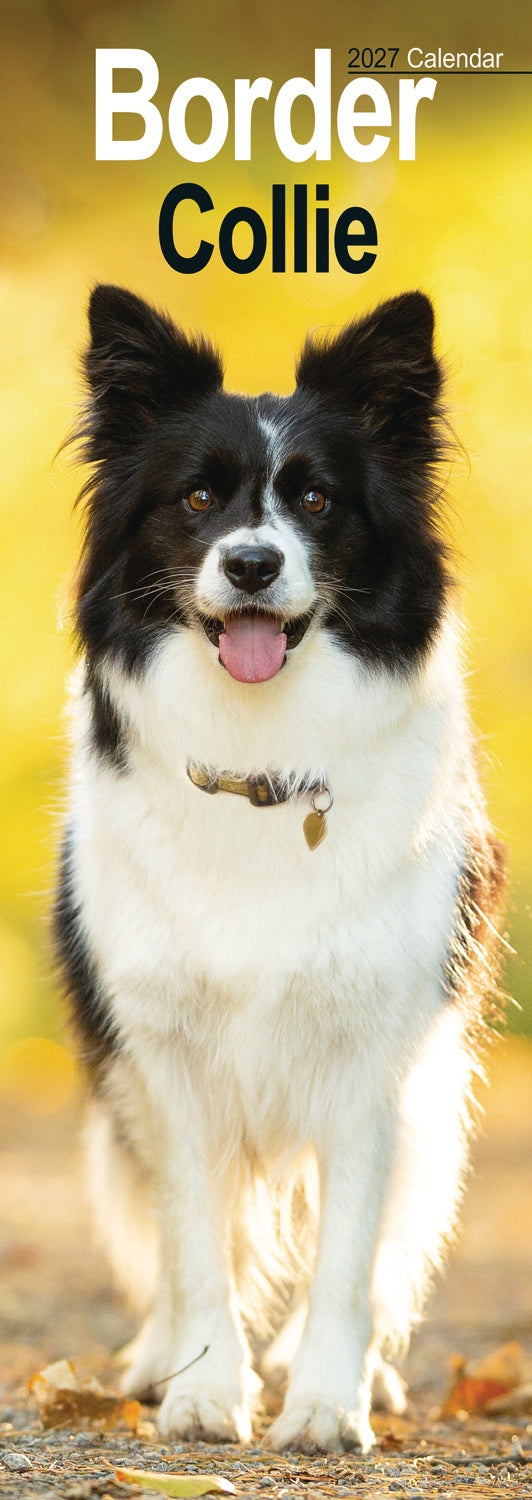 Border Collie Slim Calendar 2027