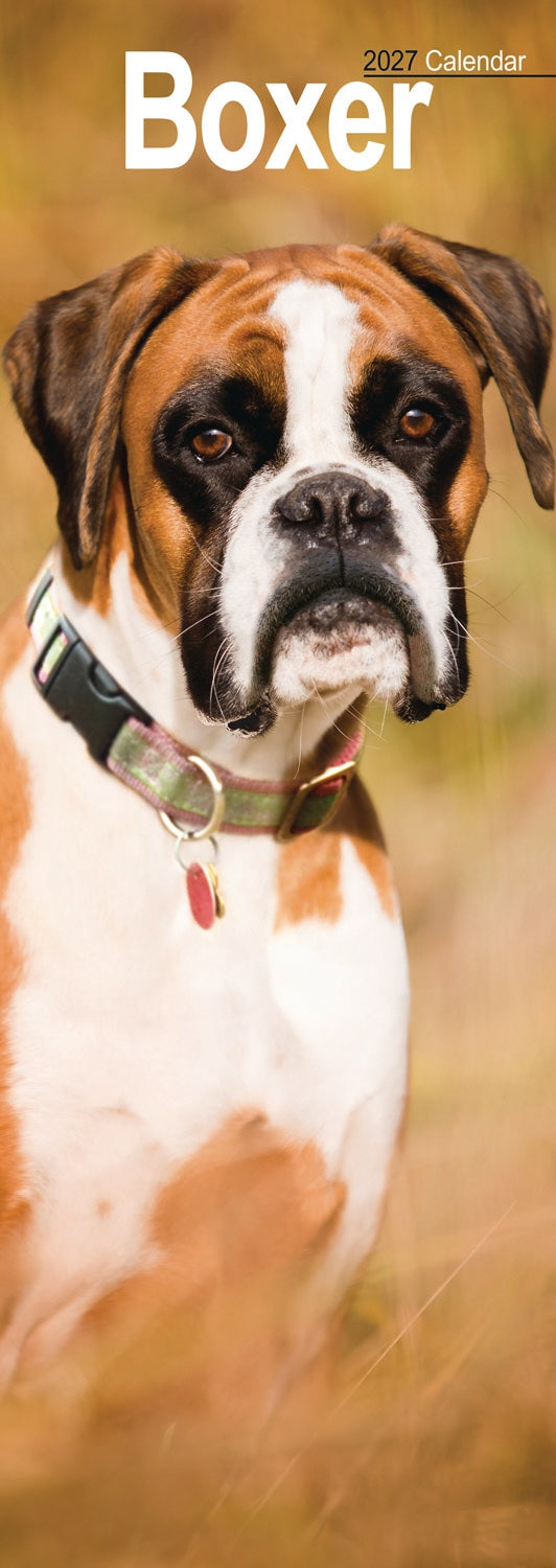 Boxer Slim Calendar 2027