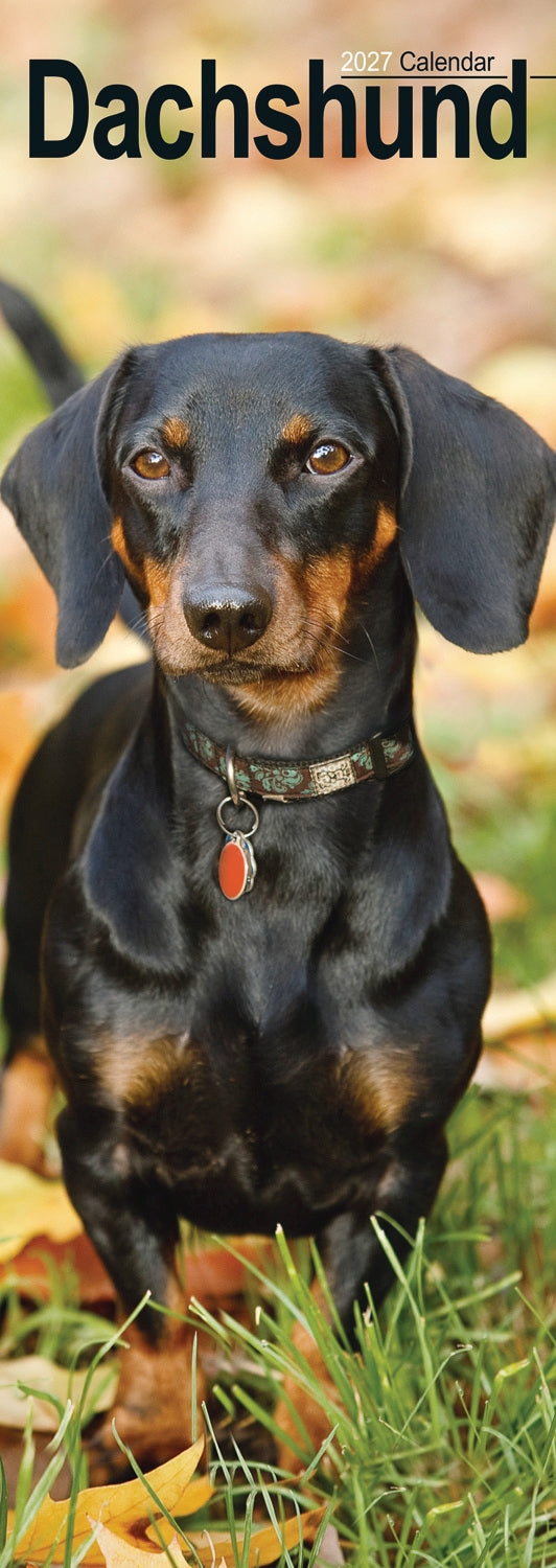 Dachshunds Slim Calendar 2027