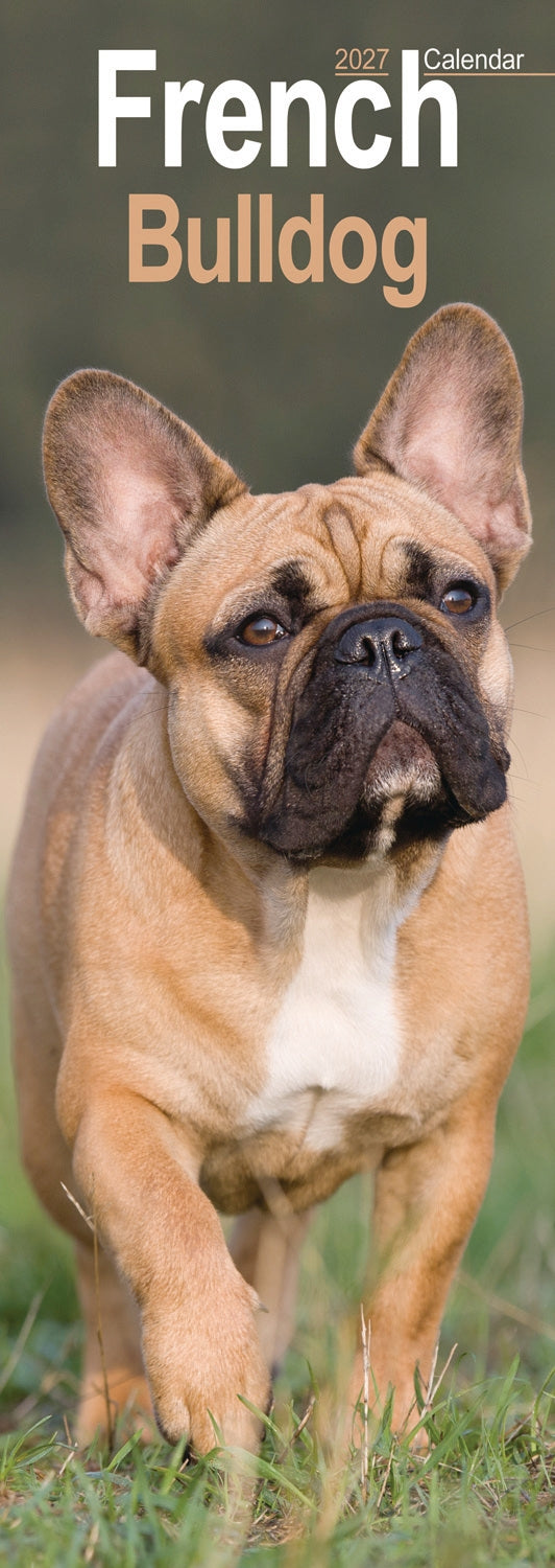 French Bulldog Slim Calendar 2027