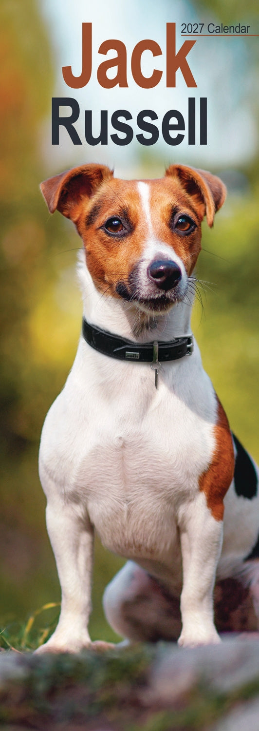 Jack Russell Slim Calendar 2027