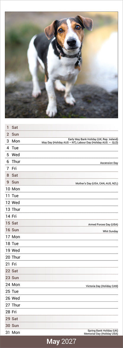 Jack Russell Slim Calendar 2027