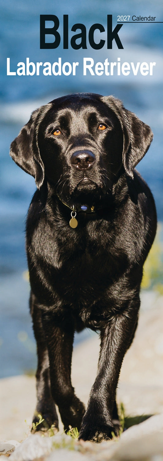 Labrador Retriever Black Slim Calendar 2027