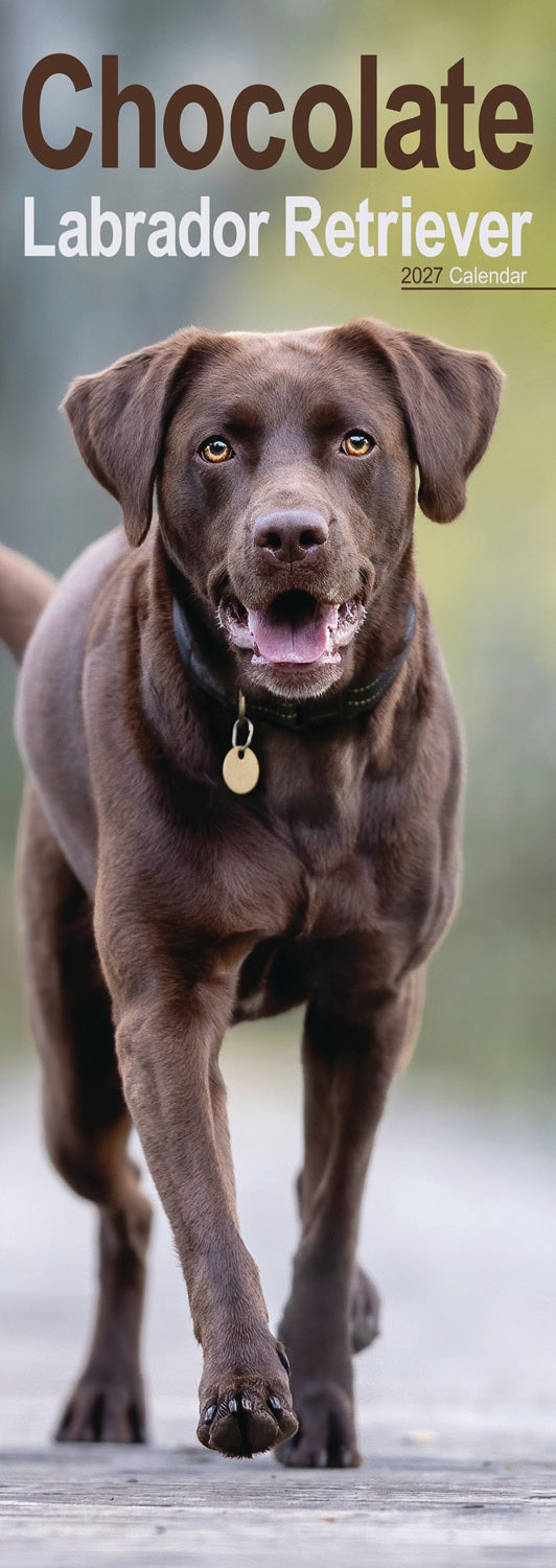 Labrador Retriever Chocolate Slim Calendar 2027