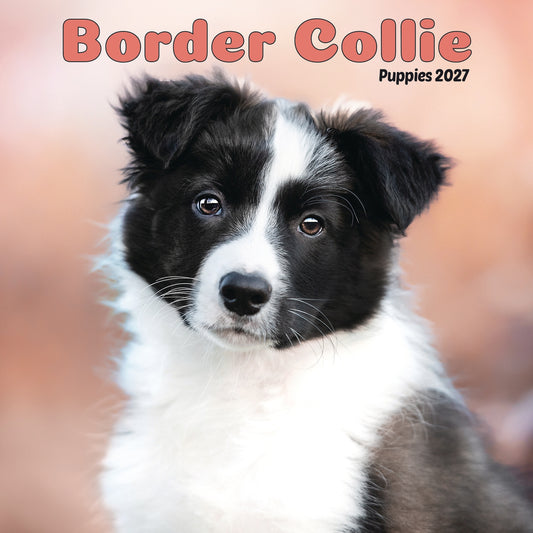 Border Collie Puppies Mini Calendar 2027
