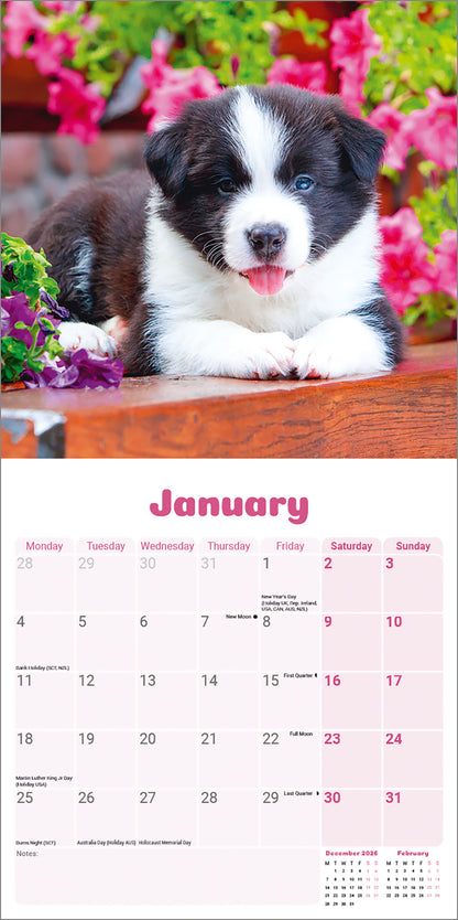 Border Collie Puppies Mini Calendar 2027
