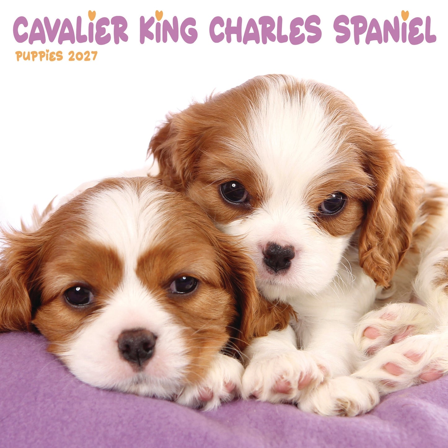 Cavalier King Charles Spaniel Puppies Mini Calendar 2027