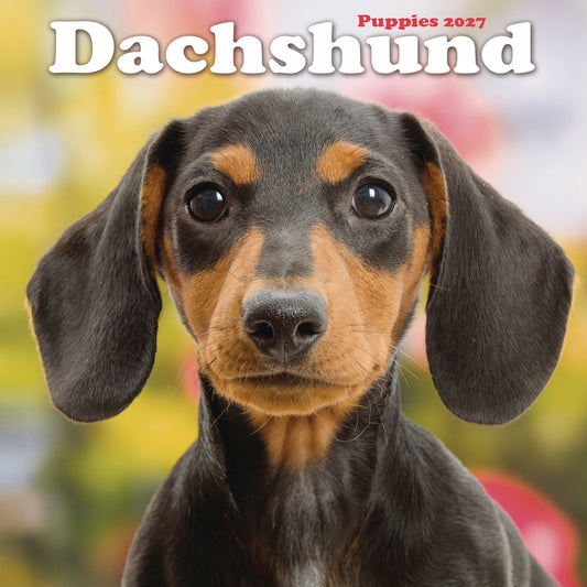 Dachshund Puppies Mini Calendar 2027