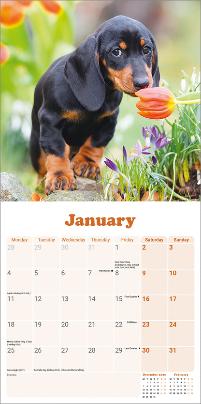 Dachshund Puppies Mini Calendar 2027