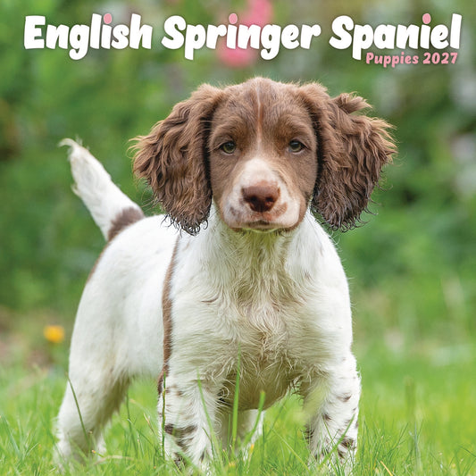 English Springer Spaniel Puppies Mini Calendar 2027