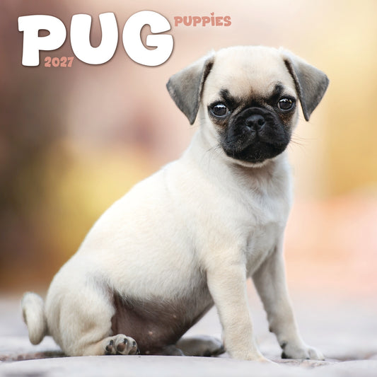 Pug Puppies Mini Calendar 2027