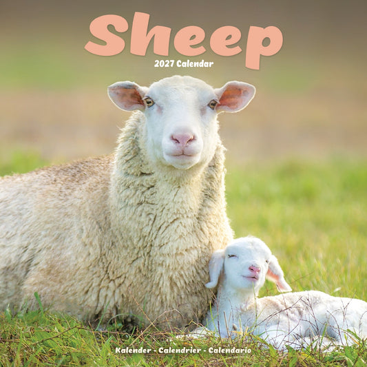 Sheep Wall Calendar 2027
