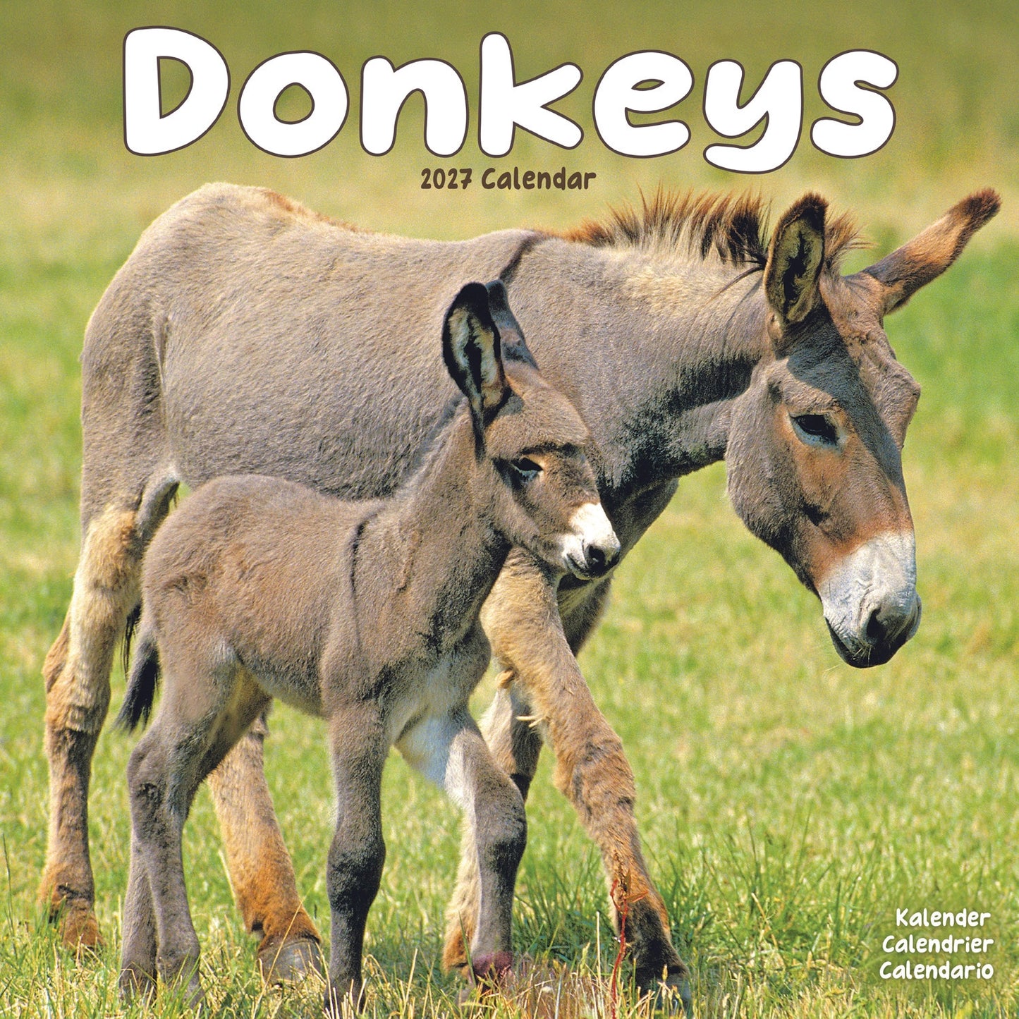 Donkeys Wall Calendar 2027