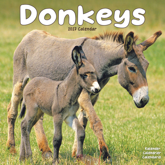 Donkeys Wall Calendar 2027